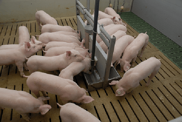 Basics for piglet rearing
