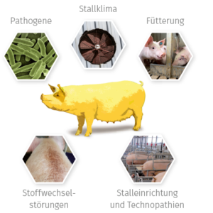 VitaPilot JOSERA - Grundrauschen Schwein Grundrauschen beim Schwein