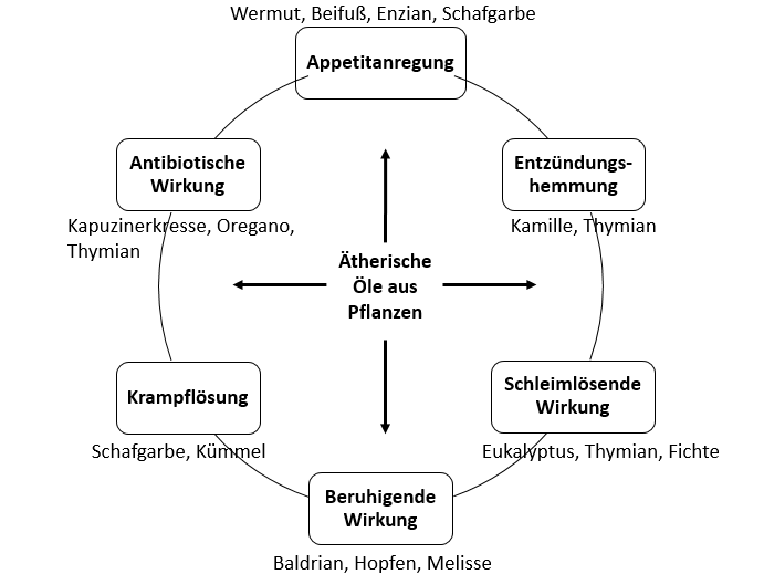 Wirkung äth. Öle2 Übersicht der Wirkung ätherischer Öle