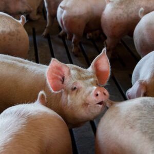 Schwanzbeißproblematik Schwanzbeißproblematik im Schweinestall