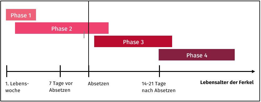 Umstellungszeitpunkte Der Fütterungsphasen Von Ferkeln ActivePro Grafik zu den Umstellungszeitpunkten der Fütterungsphasen von Ferkeln in Abhängigkeit der Futteraufnahme während der Säugezeit