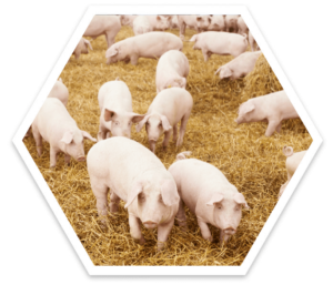 Online Seminar Fütterung Bio Schweinehaltung ActivePro Schweine auf Stroh in der biologischen Schweinehaltung. ActivePro